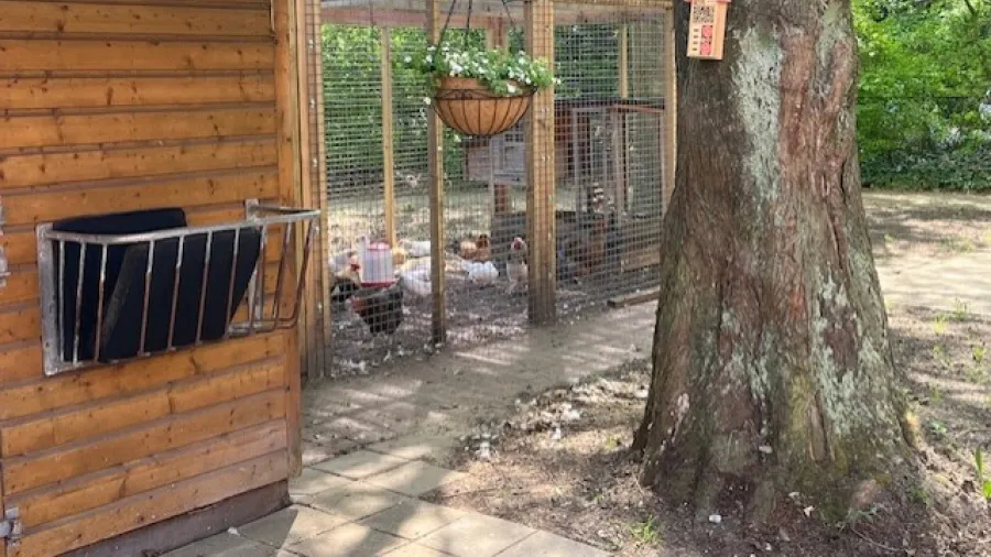 Kippenhok in binnentuin Heemswijk